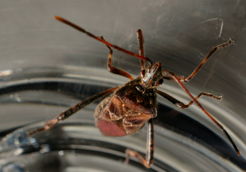 Coreidae: Leptoglossus occidentalis della Toscana (Prato)